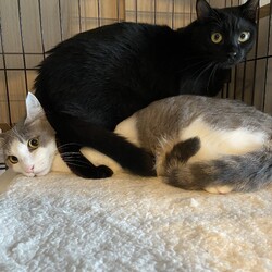 はじめてのお客さん