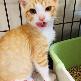 可愛い盛りの子猫！マツコちゃん