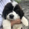 可愛い赤ちゃんの里親様募集します サムネイル2
