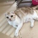 人懐っこいスコティッシュ もなかちゃん
