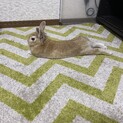 ♀4才　ライオンラビット×ミニウサギの里親募集