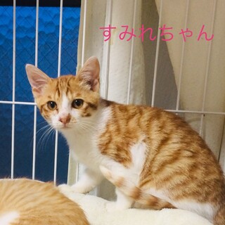 可愛い盛りの子猫！すみれちゃん