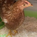元気で卵を産んでくれるメスのニワトリです！