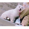 【一時停止】ウェスティホワイトテリア ♂血統書付き サムネイル2