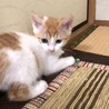 雫ちゃん❣️トライアルが決まりました サムネイル3