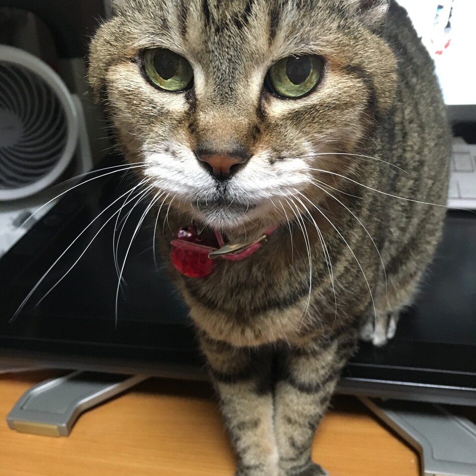 なこ(なこりゅん、リュん子)のカバー写真