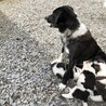可愛い赤ちゃんの里親様募集します サムネイル3