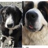可愛い赤ちゃんの里親様募集します サムネイル4