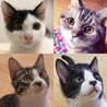 うりうりみわ