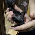 黒メス里親募集☆黒オスとキジ里親決まりました