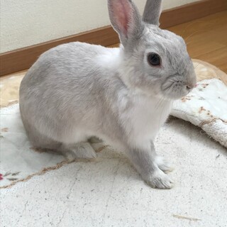 保護うさぎ/164コウくん