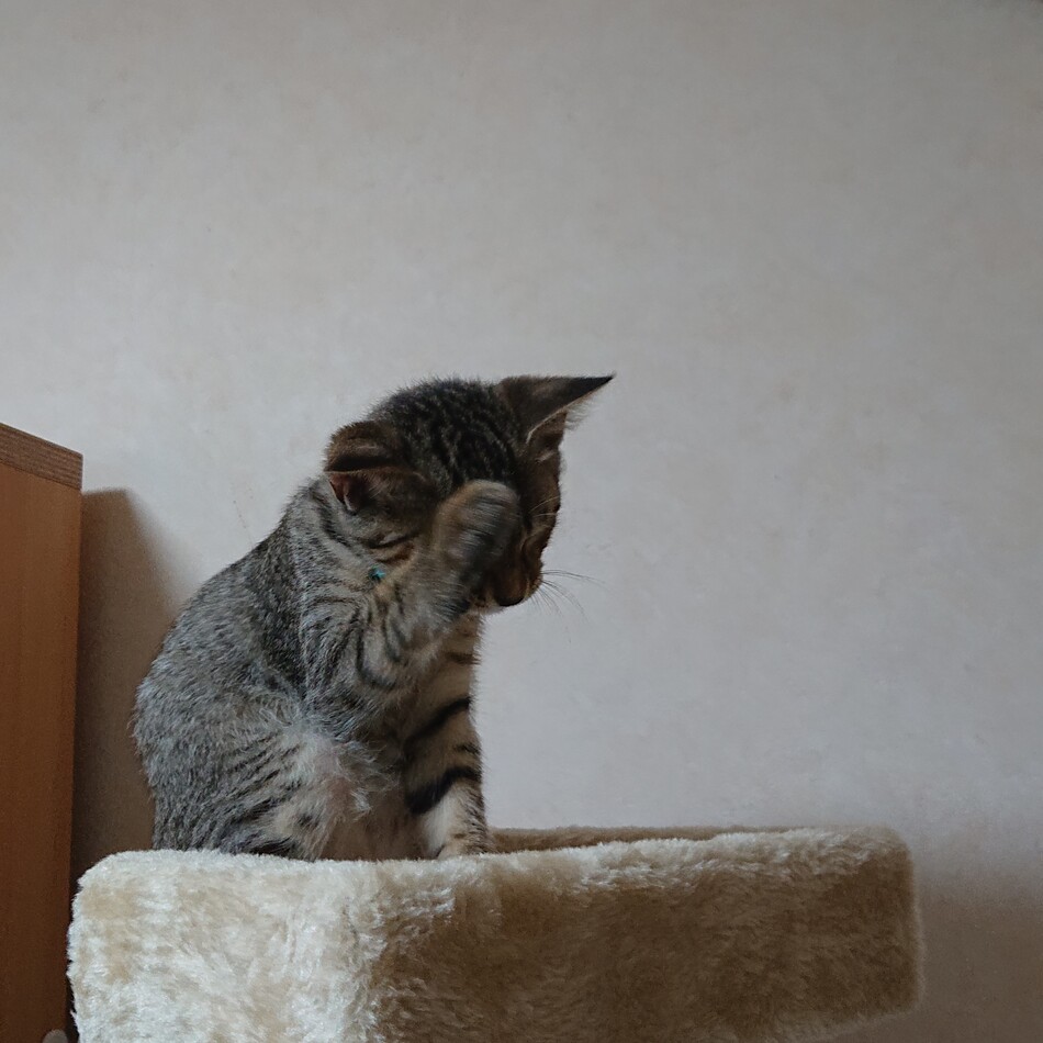 茶々丸のカバー写真