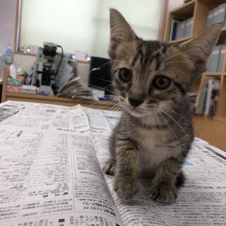 キジトラ女の子　ピンちゃん