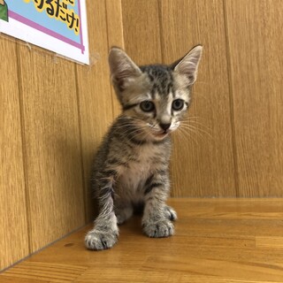 キジトラ女の子　カクちゃん