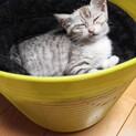 サバ白♀良縁に恵まれました