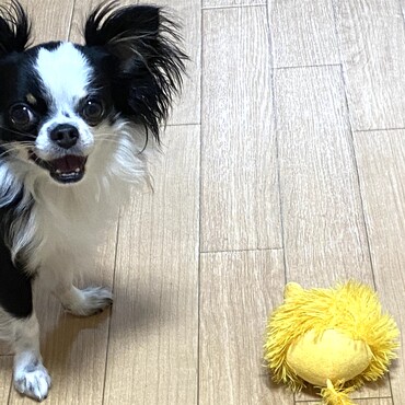 お気に入りのライオンくんのおもちゃ