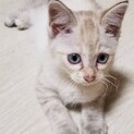 トライアル決定！シャム風のプレリ♀700g
