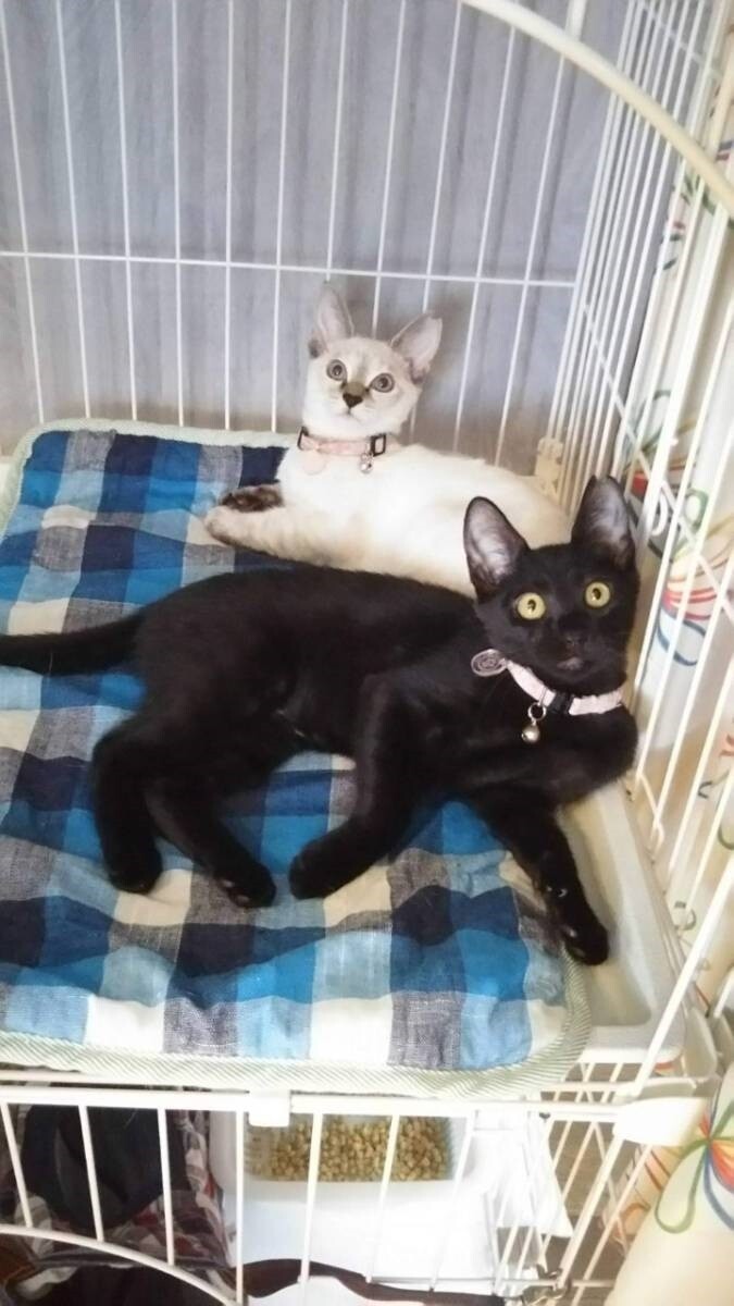 ずっとのおうち決定( ´」大阪府 - 猫の里親募集(319868) :: ペット 