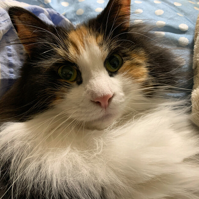 みんみん7739のカバー写真