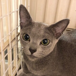 【7/12浅草橋】ロシアンブルー♡シーバちゃん
