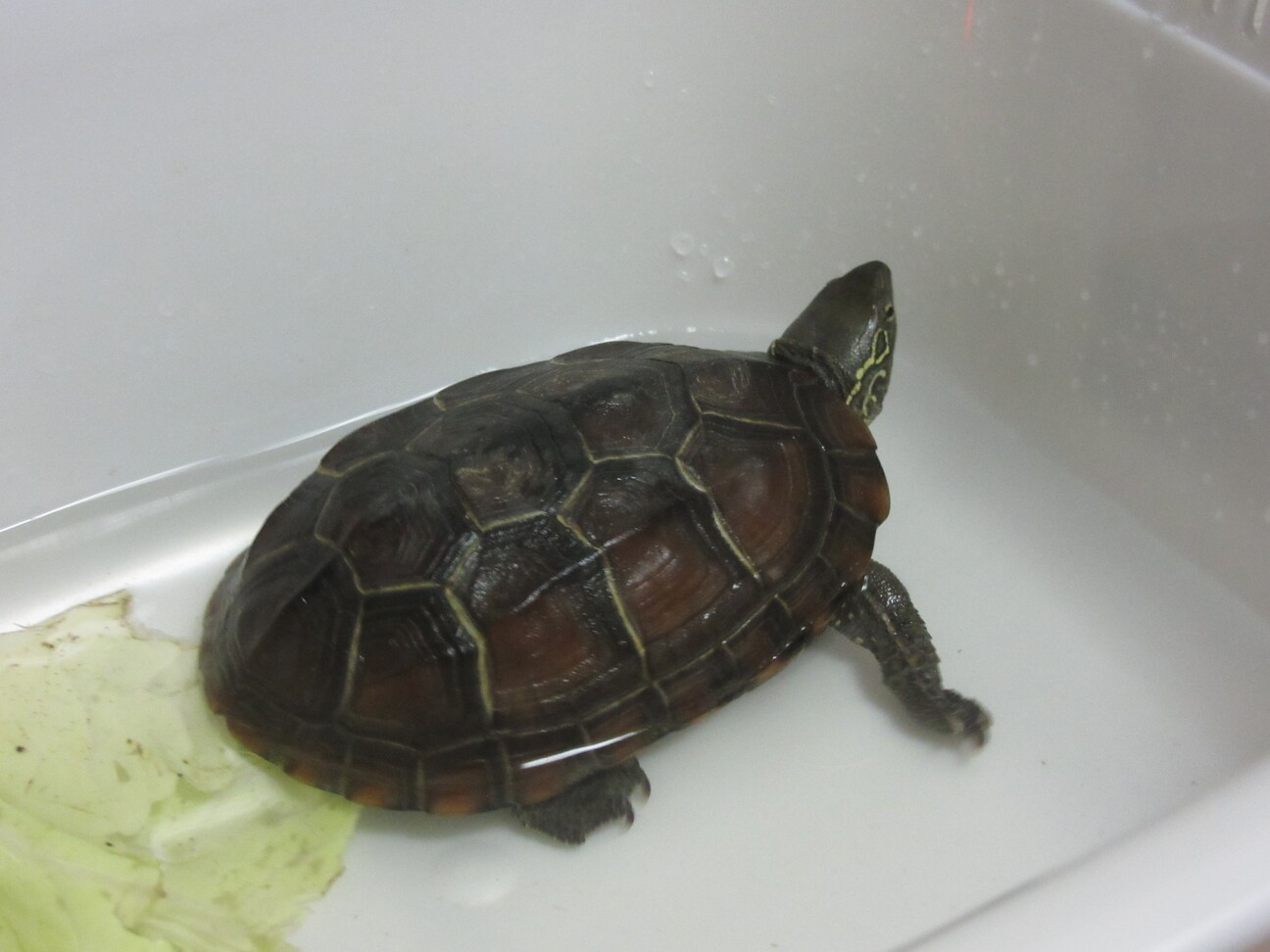 元気なクサガメ 千葉県 爬虫類 他の里親募集 ペットのおうち 月間利用者150万人 元気なクサガメ 千葉県 爬虫類 他の里親募集 ペットのおうち 月間利用者150万人