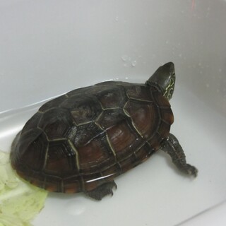 元気なクサガメ