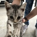 里親決定しました、ありがとうございました。