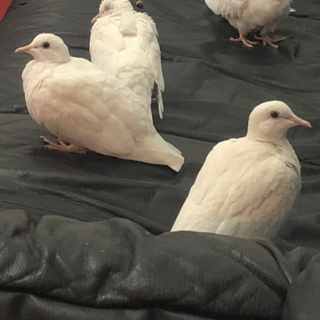 ギンバトの里親募集中