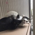 仲良し姉妹のチビちゃんとくろちゃん