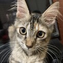 約４ヶ月とっても甘えん坊な長毛さん