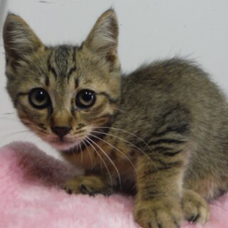 愛護団体様より引出し完了。子猫♂085