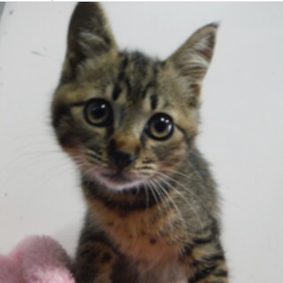 愛護団体様より引出し完了。子猫♀