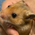 ゴールデンハムスター