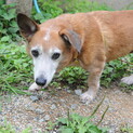コーギー系MIX5歳まったりペコちゃん