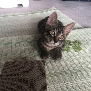 3か月過ぎの元気な子猫の里親募集！