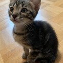 【スニージー】おかげ様で里親様が決まりました！