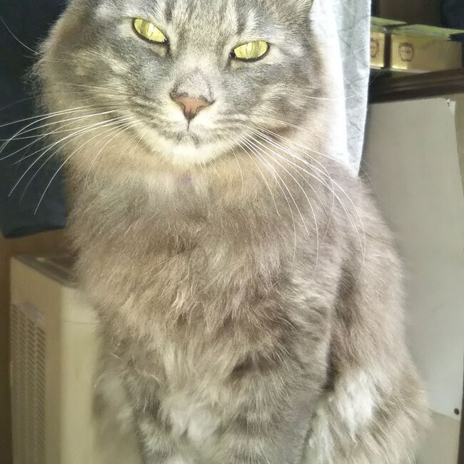 れおくん@京都のカバー写真