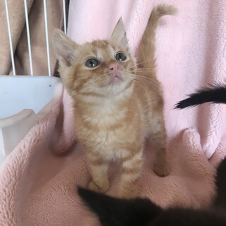 【京都府福知山市】仔猫里親募集 茶トラ