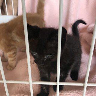 【京都府福知山市】仔猫里親募集 黒