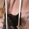 【京都府福知山市】仔猫里親募集 黒 サムネイル2