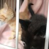 【京都府福知山市】仔猫里親募集 黒 サムネイル3