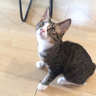 甘えん坊添い寝好き男子☆やんちゃ盛りです☆