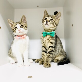 やんちゃ盛りの子猫兄妹！【3ヵ月】大阪市