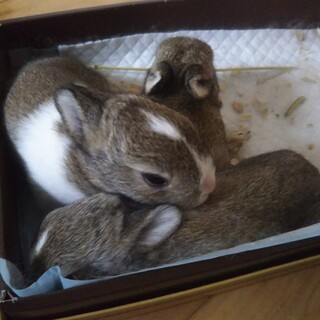 赤ちゃんウサギ
