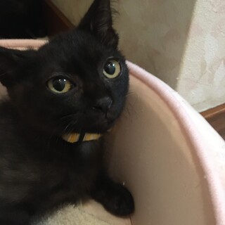 かわいいクロネコ女子　ノア