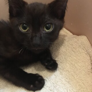 ノアの妹　小さなルーです