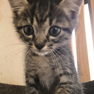 募集一時停止　可愛いキジトラ男子⭐️あば