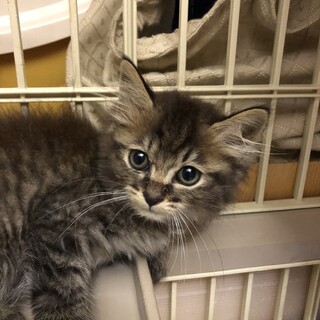 キジ長毛　アクリルくん