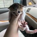 子猫の里親募集です