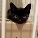 人懐こくて甘えん坊の黒猫の女の子　募集一時停止